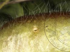 Каллимах_входное-отверстие-гусеницы-I